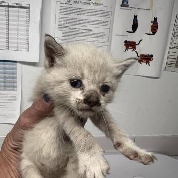 Siamese Cats Available for Adoption in St. Louis, Missouri - Scrambled Eggs | PetCurious