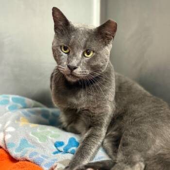 Tom Holland -  Domestic Short Hair Cat for Adoption in Buffalo, New York - Tom Holland | PetCurious