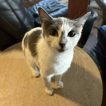 Rescue Domestic Short Hair Cats for Adoption in Gainesville, Florida - Noel | PetCurious