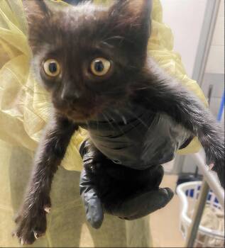 Nighty -  Domestic Short Hair Cat for Adoption in Nashville, Tennessee - Nighty | PetCurious