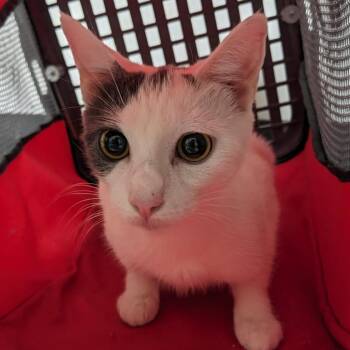 Cherry Blossom -  Domestic Short Hair Cat for Adoption in Philadelphia, Pennsylvania - Cherry Blossom | PetCurious