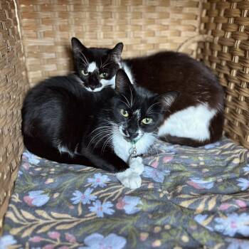 Tinker Bell and Periwinkle -  American Shorthair Cat for Adoption in Seguin, Texas - Tinker Bell And Periwinkle | PetCurious