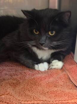 Domestic Long Hair Cats Available for Adoption in Liverpool, New York - Eggs | PetCurious
