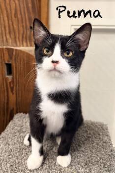 Puma -  Domestic Short Hair Cat for Adoption in Pawleys Island, South Carolina - Puma | PetCurious