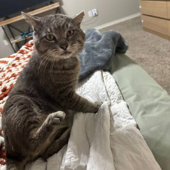 Tex -  Domestic Short Hair Cat for Adoption in Webster, Texas - Tex | PetCurious