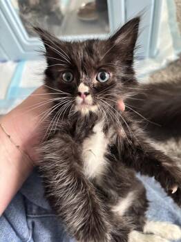 Domestic Medium Hair Cats Available for Adoption in Salinas, California - Romeo | PetCurious
