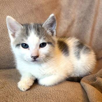 Boris -  Domestic Short Hair Cat for Adoption in Blackfoot, Idaho - Boris | PetCurious