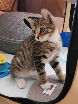 Rescue Domestic Short Hair Cats for Adoption in Columbus, Ohio - Luke | PetCurious