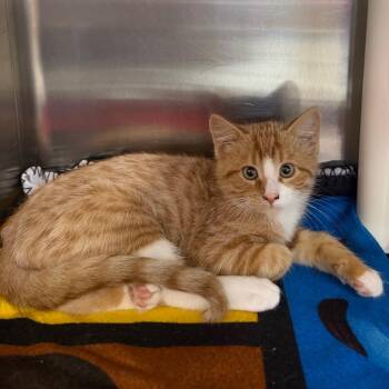 Woods -  Domestic Short Hair Cat for Adoption in Spanish Fork, Utah - Woods | PetCurious