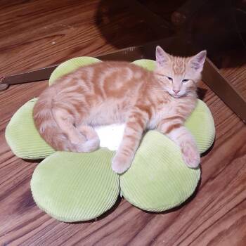 Josh -  Domestic Short Hair Cat for Adoption in Pittsburgh, Pennsylvania - Josh | PetCurious