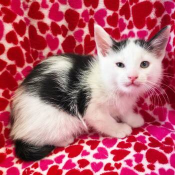 Bonnethead -  Domestic Short Hair Cat for Adoption in Mt. Juliet, Tennessee - Bonnethead | PetCurious