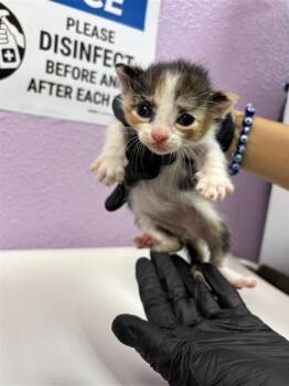 61324027 -  Domestic Short Hair Cat for Adoption in El Paso, Texas - 61324027 | PetCurious