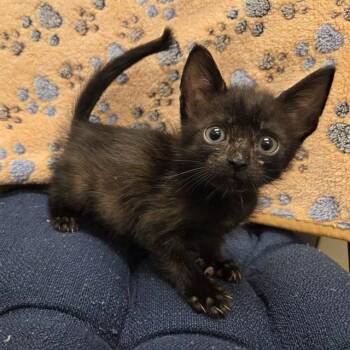 DUTCH -  Domestic Short Hair Cat for Adoption in Ontario, California - DUTCH | PetCurious