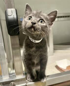 VILLANELLE -  Domestic Short Hair Cat for Adoption in San Francisco, California - VILLANELLE | PetCurious