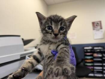 TIO -  Domestic Short Hair Cat for Adoption in Doral, Florida - TIO | PetCurious