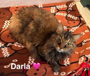 Rescue Tortoiseshell Cats for Adoption in Beckley, West Virginia - Darla | PetCurious