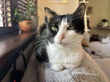 Rescue Domestic Short Hair Cats for Adoption in Chicago, Illinois - Mindy | PetCurious