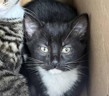 Canvas -  Domestic Short Hair Cat for Adoption - Canvas | PetCurious