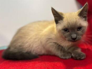 Snowshoe and Domestic Short Hair Cats Available for Adoption in Sacramento, California - ROSEMARY | PetCurious