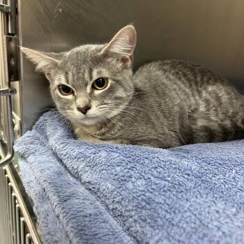 Domestic Short Hair Cats Available for Adoption - Effie 28419 | PetCurious