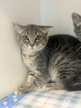 Tigress (ID 51747) -  Domestic Short Hair Cat for Adoption in Manassas, Virginia - Tigress (ID 51747) | PetCurious