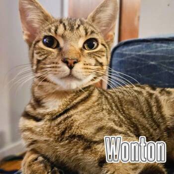 Rescue Domestic Short Hair Cats for Adoption - Wonton & Mochi - Playful, Loving Duo | PetCurious