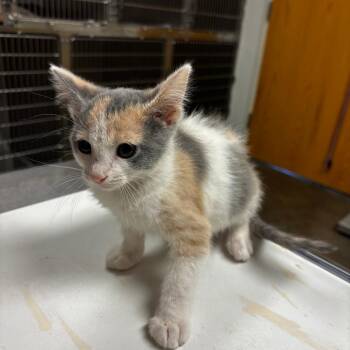 Tamale -  Domestic Short Hair Cat for Adoption in Ottawa, Kansas - Tamale | PetCurious