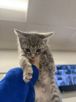 Hiccup -  Domestic Short Hair Cat for Adoption in Thousand Oaks, California - Hiccup | PetCurious