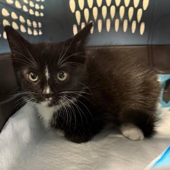 Pepé Le Pew -  Domestic Short Hair Cat for Adoption in Trenton, New Jersey - Pepé Le Pew | PetCurious