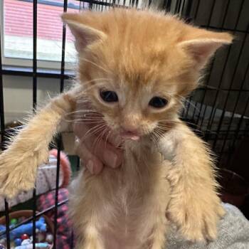 Domestic Short Hair Cats Available for Adoption in Rochester, Minnesota - Simba | PetCurious