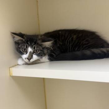 Shiloh -  Domestic Medium Hair Cat for Adoption in Mauston, Wisconsin - Shiloh | PetCurious