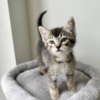 Domestic Short Hair Cats Available for Adoption in Houston, Texas - Derek | PetCurious