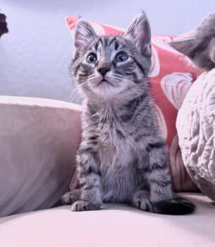 Rocky -  Domestic Long Hair Cat for Adoption in Chandler, Arizona - Rocky | PetCurious