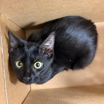 Bombai -  Domestic Short Hair Cat for Adoption in Newark, New Jersey - Bombai | PetCurious
