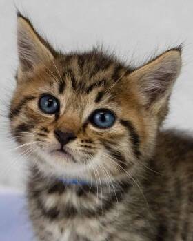Jack -  Domestic Short Hair and Tabby Cat for Adoption in Kennesaw, Georgia - Jack | PetCurious
