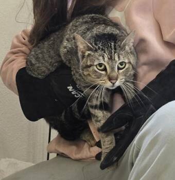 Domestic Medium Hair and Domestic Short Hair Cats Available for Adoption in Klamath Falls, Oregon - Violeta | PetCurious