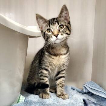 Gray -  Domestic Short Hair Cat for Adoption in Hutchinson, Minnesota - Gray | PetCurious