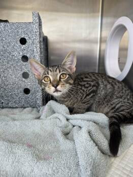 Hugo -  Domestic Short Hair Cat for Adoption in Umatilla, Florida - Hugo | PetCurious