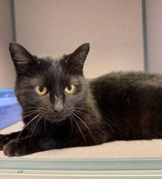 Domestic Short Hair Cats Available for Adoption - April | PetCurious