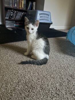 Strider -  Domestic Short Hair Cat for Adoption in Crown Point, Indiana - Strider | PetCurious