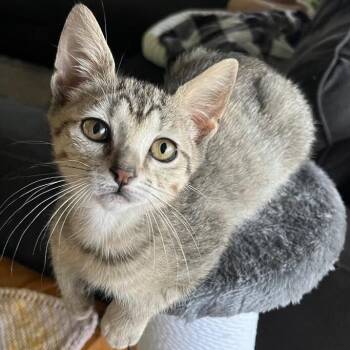 Brianna Outlander -  Tabby and Domestic Short Hair Cat for Adoption in Friendswood, Texas - Brianna Outlander | PetCurious