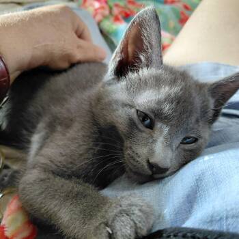 Arthur -  Domestic Short Hair Cat for Adoption in Springfield, Oregon - Arthur | PetCurious