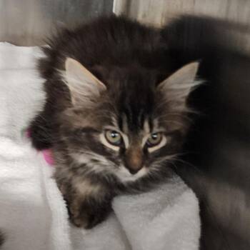 Domestic Short Hair Cats Available for Adoption - Snap | PetCurious