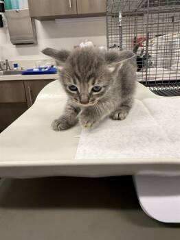 Domestic Short Hair Cats Available for Adoption in Baytown, Texas - NOVA | PetCurious