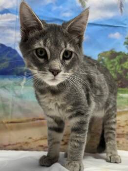 Louis -  Domestic Short Hair Cat for Adoption in San Antonio, Texas - Louis | PetCurious