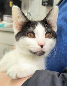 Rescue Domestic Short Hair Cats for Adoption in Canfield, Ohio - VICKIE | PetCurious