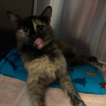Luna -  Domestic Long Hair Cat for Adoption in Dayton, Ohio - Luna | PetCurious
