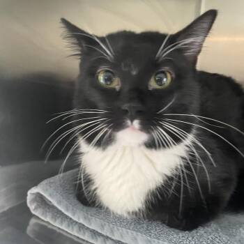 Dinkle -  Domestic Short Hair Cat for Adoption in West Des Moines, Iowa - Dinkle | PetCurious