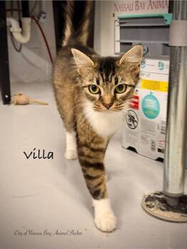 F16-26 Villa -  Domestic Medium Hair Cat Available for Adoption in Houston, Texas - F16-26 Villa | PetCurious