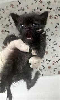 CATZILLA -  Domestic Short Hair Cat for Adoption in Riverside, California - CATZILLA | PetCurious